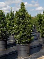 Holly-Oak-Leaf-Lake-Tree-Growers-600x800-1.jpg