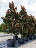 Magnolia-DD-Blanchard-std-Lake-Tree-Growers-600x800-1.jpg